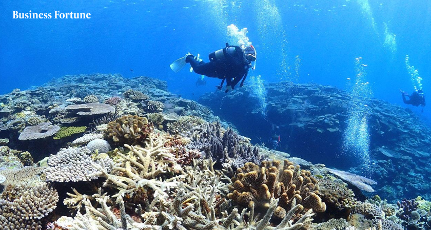  Japan Coral Protectors Battle a 'Heat Bomb' to Save Okinawa's Reefs 
