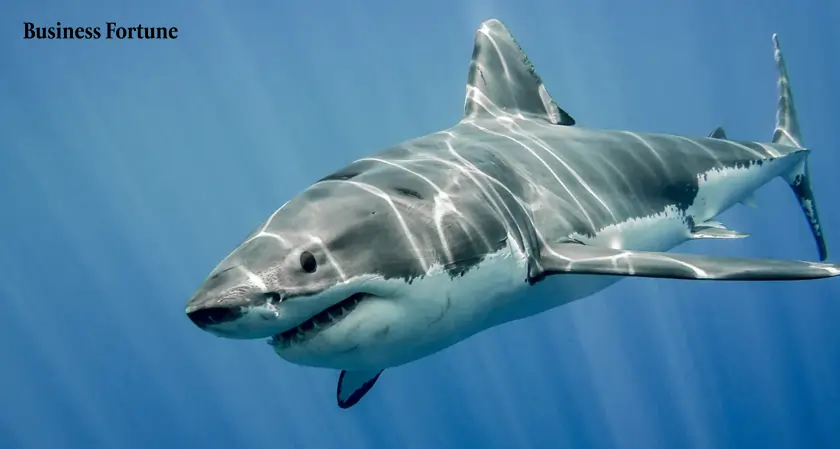  Shark attack America: Bahamas Boy Injured - Business Fortune 