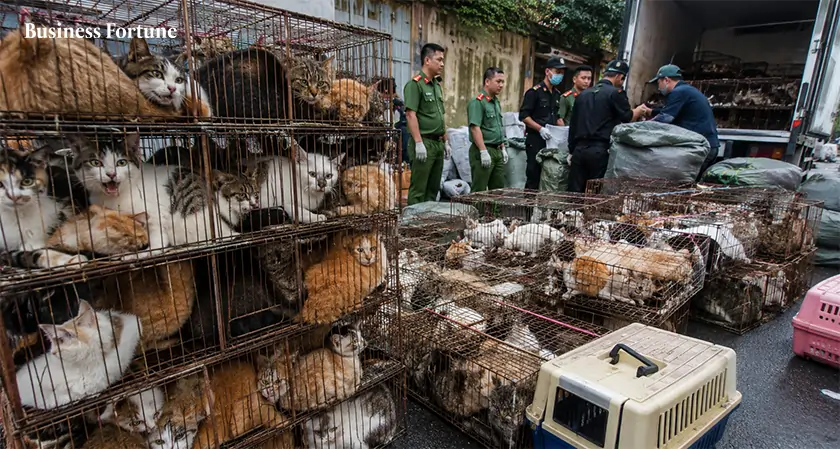 Cats Stolen in Vietnam Rescue Case - Business Fortune