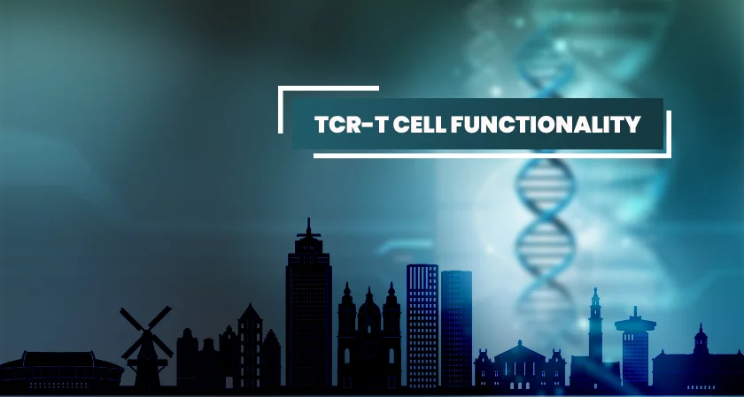 Medigene improved TCR-T cell functionality