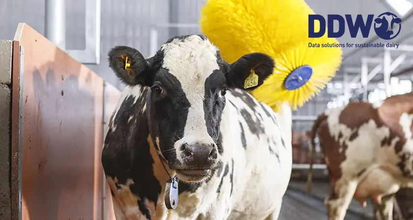 Business Fortune Dairy Data Warehouse Leads Farming