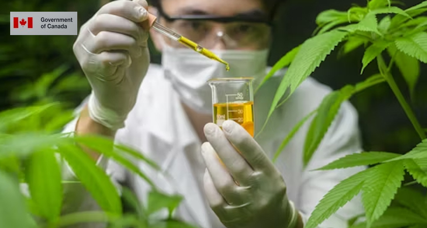 Health Canada Drops CBD Plan