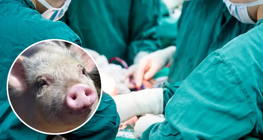 Business Fortune - Pig-to-Human Lung Transplant: Medical Breakthrough