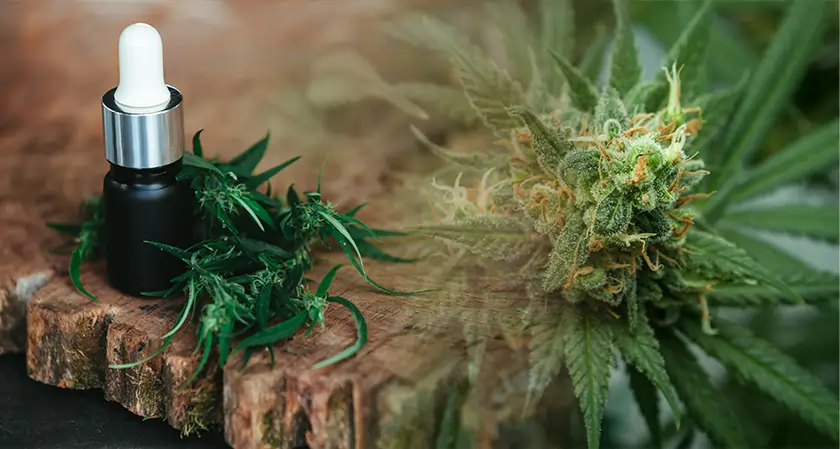 Business Fortune: Medicinal Cannabis Risks