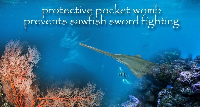 protective pocket womb prevents sawfish sword fighting